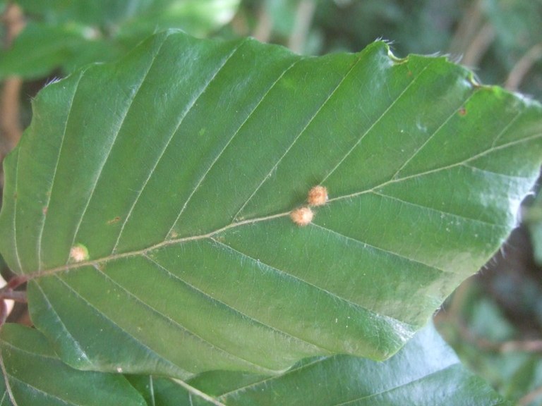 hartigiola_annulipes_1024.jpg