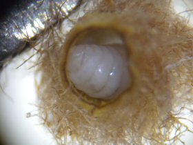 Galle der Buchengallmücke Hartigiola annulipes mit Larve