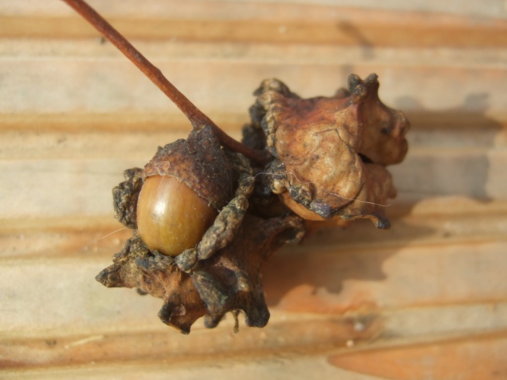 knoppergalle_1024.jpg