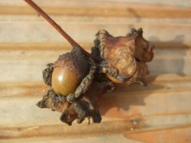 Gallen der Knoppergallwespe Andricus quercusgalicis an Eicheln der Stieleiche im Herbst