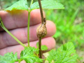 Gallen der Himbeerrutengallmücke (Lasioptera rubi) auf Himbeere (Rubus idaeus)