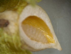 Galle der Großen Buchenblattgallmücke Mikiola fagi auf der Oberseite eines Blatts der Rotbuche