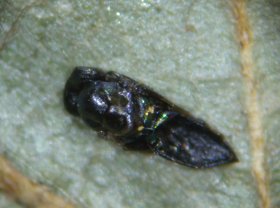 mikiola_fagi_parasitoid_280.jpg