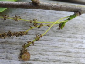 Beerengalle der Gallwespe (Cynipidae) Neuroterus quercusbaccarum an Kätzchen der Stieleiche (Quercus robur)