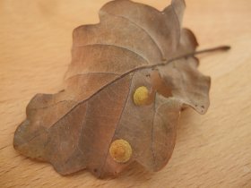 Linsengallen der Gallwespe Neuroterus quercusbaccarum auf Stieleiche (Quercus robur)