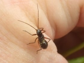 pediaspis_aceris_280.jpg