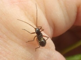 pediaspis_aceris_280.jpg