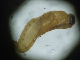 pediaspis_aceris_puppe_280.jpg