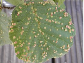 Gallen der Gallmücke Phytoptus laevis auf Erle (Alnus glutinosa)