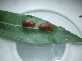 pontania_proxima1_280.jpg