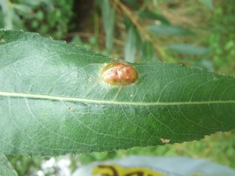 pontania_proxima3_1024.jpg
