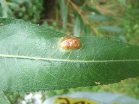 Gallen einer Blattwespe (Pontania proxima) auf Silberweide (Salix alba)