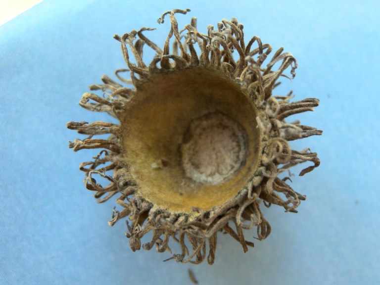 quercus_cerris_eicheln4_1024.jpg
