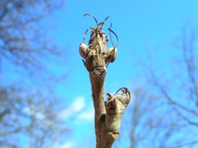 Knospen der Zerreiche Quercus cerris