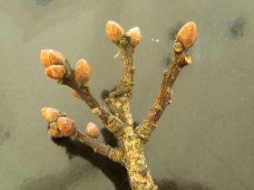 quercus_robur_knospen_280.jpg