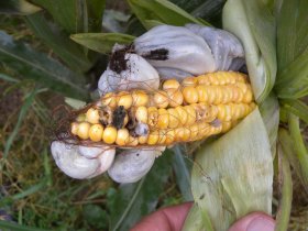 Gallen des Maisbeulenbrandes (Ustilago zeae oder maydis) an Mais (Zea mays)