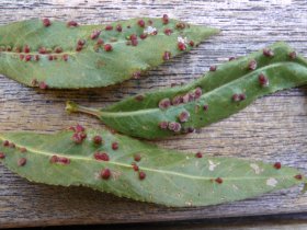 Gallen der Gallmücke Vasates tetranothrix auf einer Silberweide