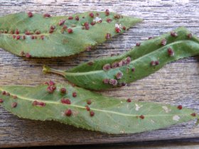 vasates_tetranothrix_salix_alba_280.jpg