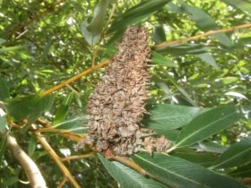 wirrzopf_salix_280.jpg