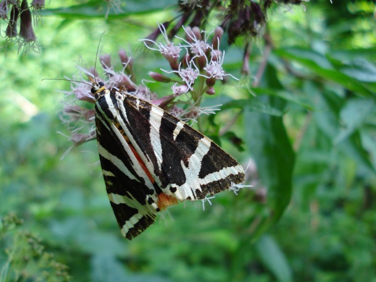euplagia_quadripunctaria.jpg