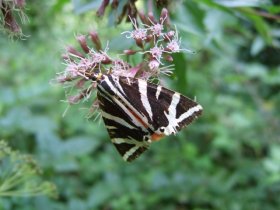 euplagia_quadripunctaria1_280.jpg