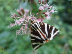 Die Spanische Flagge (Euplagia quadripunctaria) auf Wasserdost (Eupatorium cannabinum).