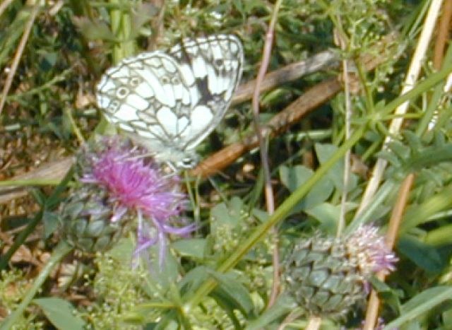 melanargia_galathea_640.JPG