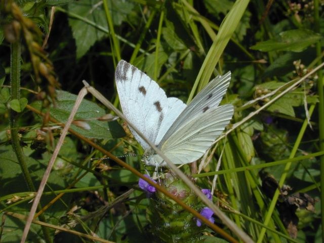 PIERIS~1.JPG