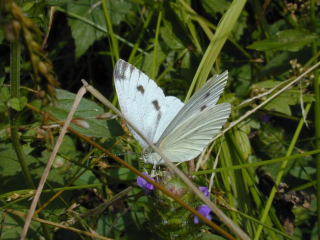 PIERIS~1.JPG