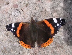 Der Admiral (Vanessa atalanta), Copyright Wohlgemuth