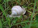 Weinbergschnecke