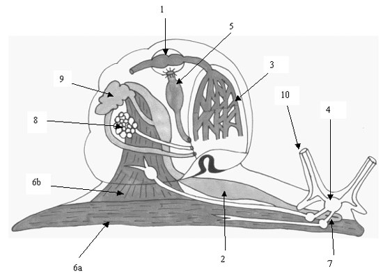 schneckenanatomie.jpg