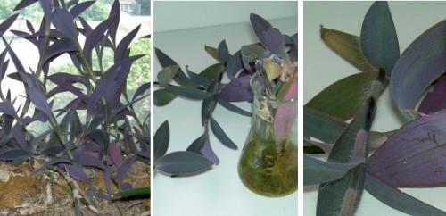 Tradescantia