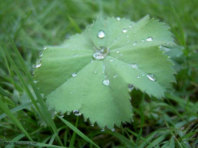 Wassertropfen