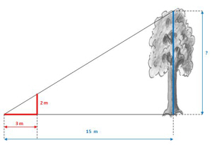 Wie hoch ist der Baum