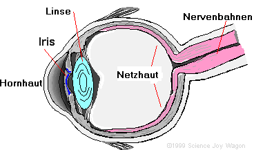 Teile des Auges