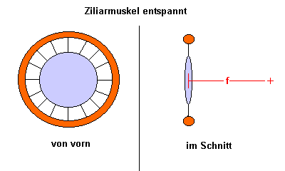 Ziliarmuskel Ferneinstellung