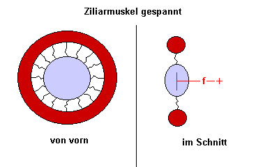 Ziliarmuskel Naheinstellung