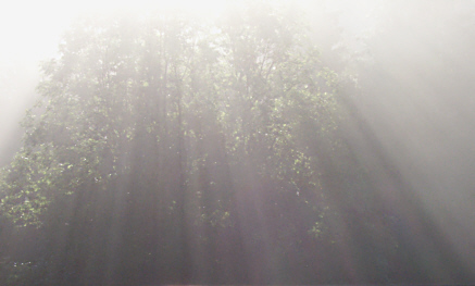 Der Nebel im Wald verrät den Weg des Sonnenlichts