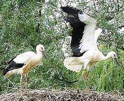 Vögel im Winter