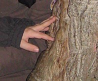 Baumarten
