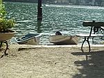 Lago Maggiore - Bank, See, Boote