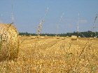 ve_feld.jpg