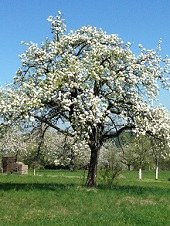 baum baum