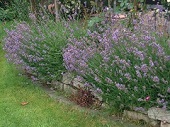 Lavendel