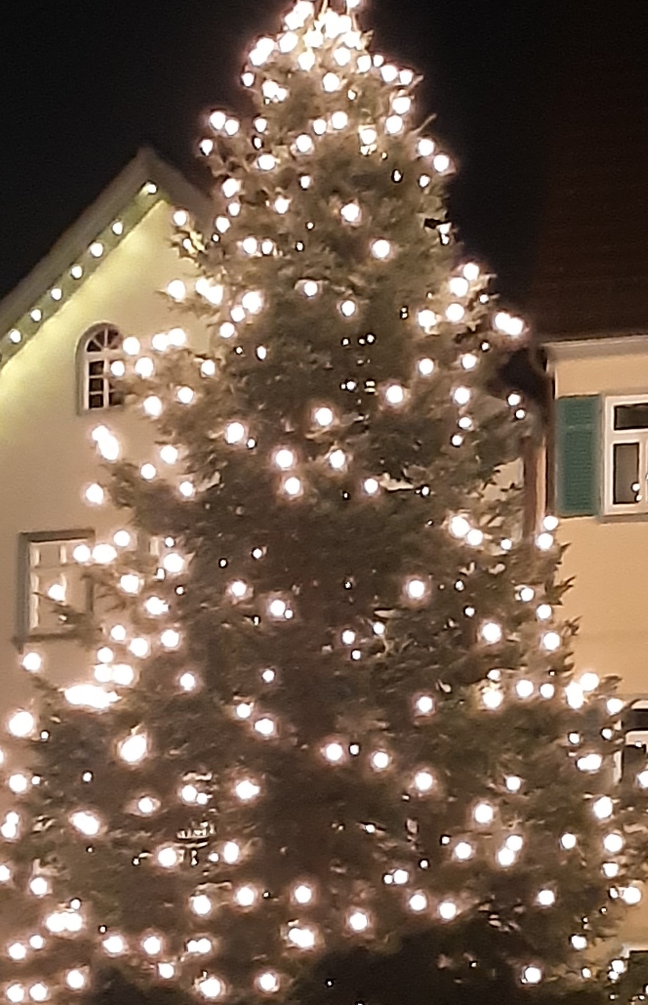noel-provence-sapin-sauner.jpg