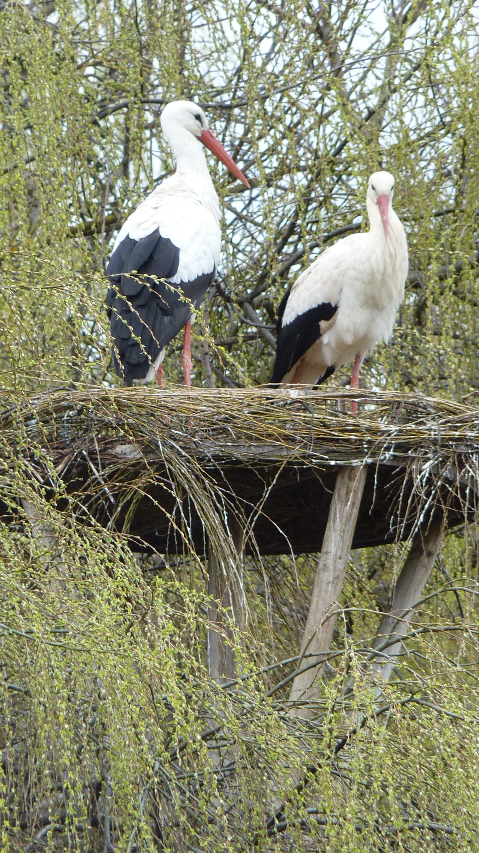 Stoerche im Elsaß.jpg