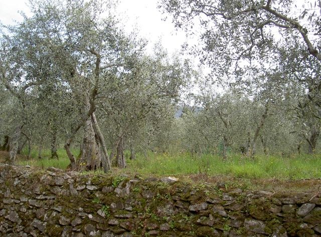 Paesaggio toscano Paesaggio toscano