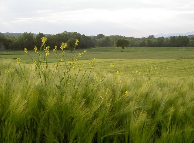 Paesaggio toscano Paesaggio toscano