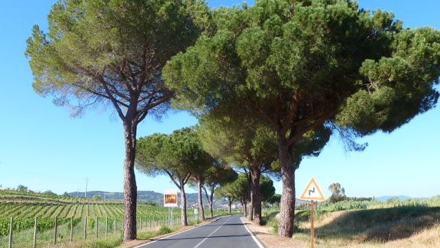 Viale alberato Viale alberato